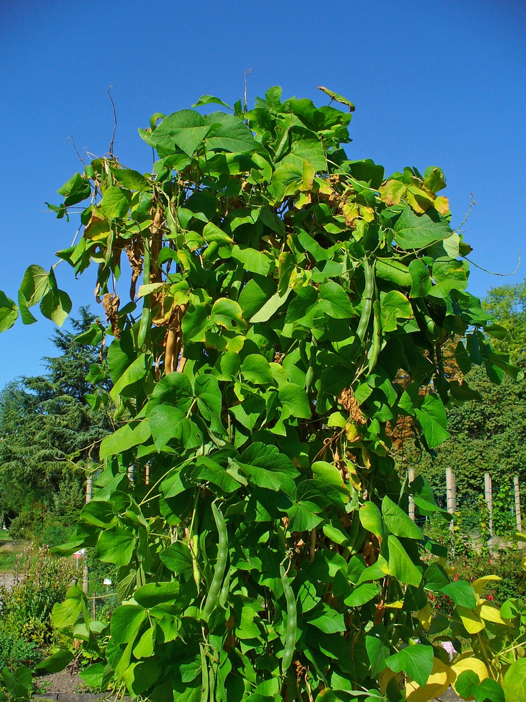 Form