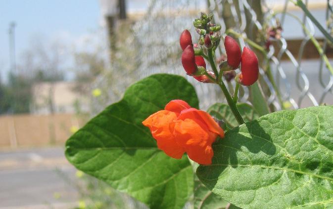 Flowers and Leaves