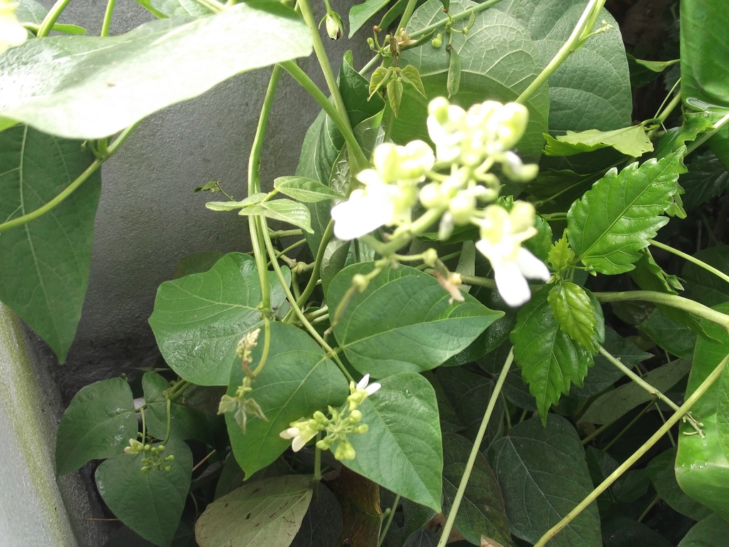 Flowers and Leaves
