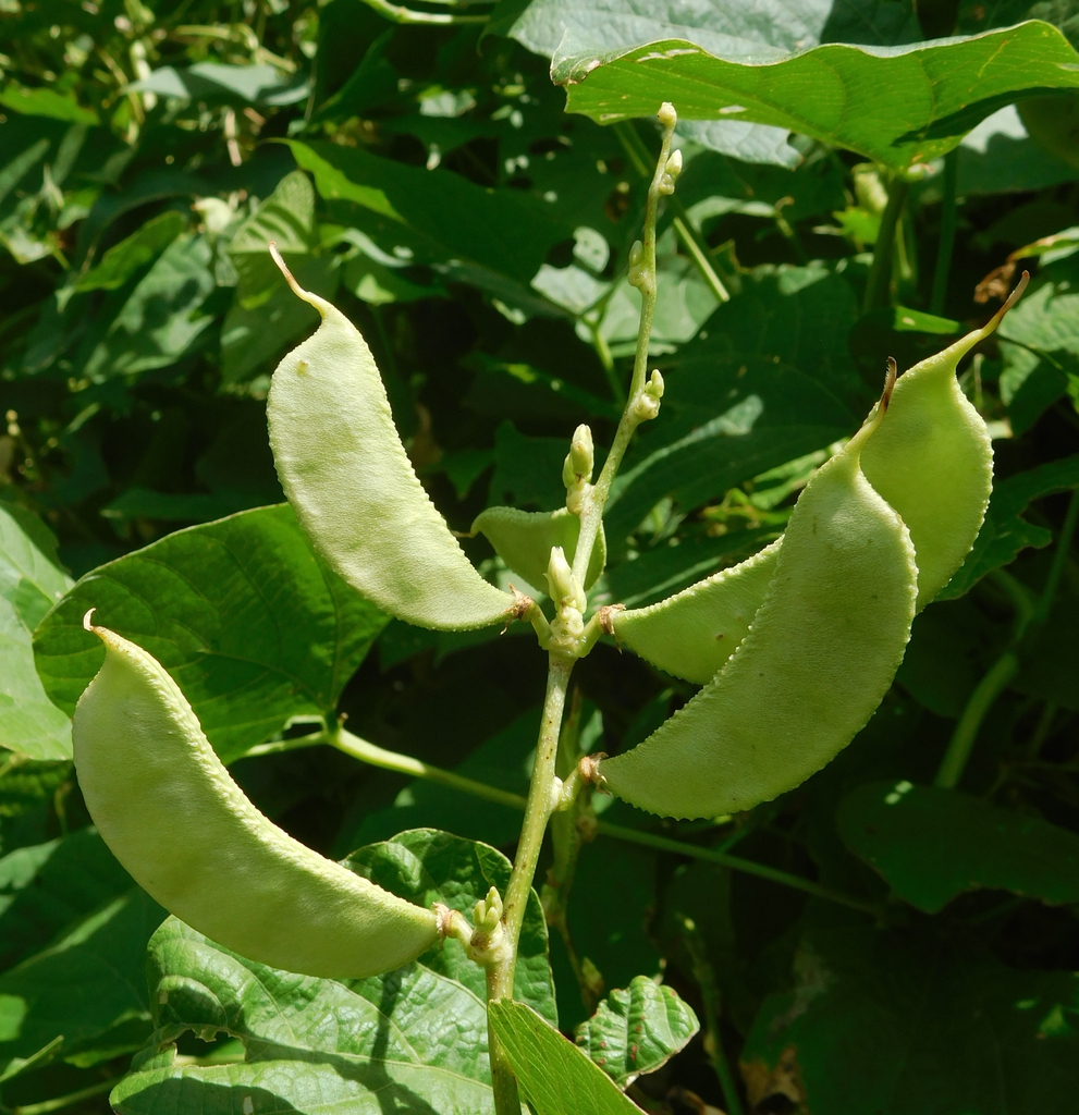 Fruit