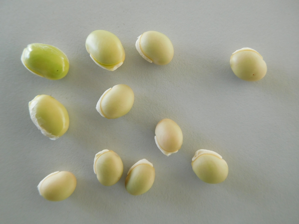 Fruit