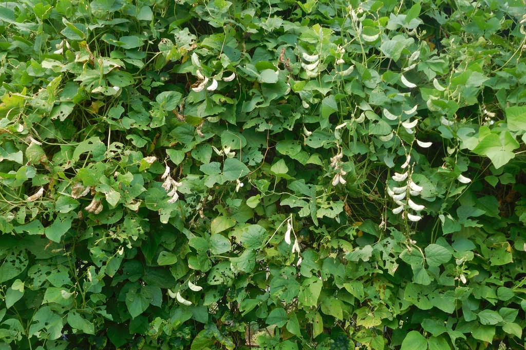 Form