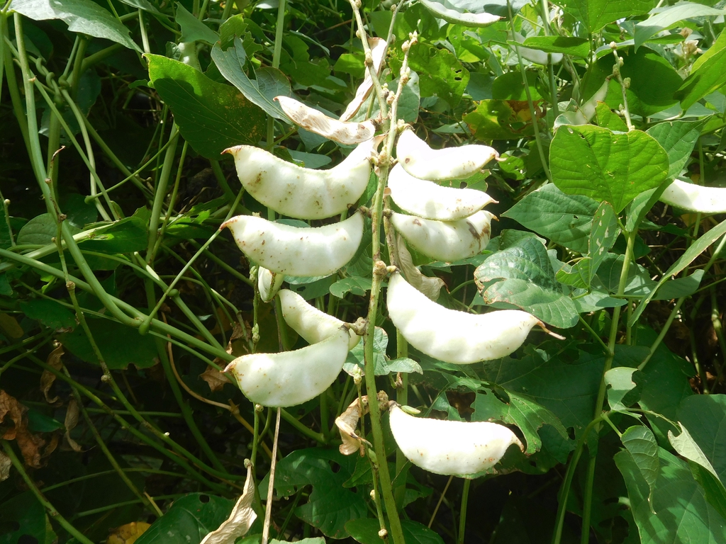 Fruit