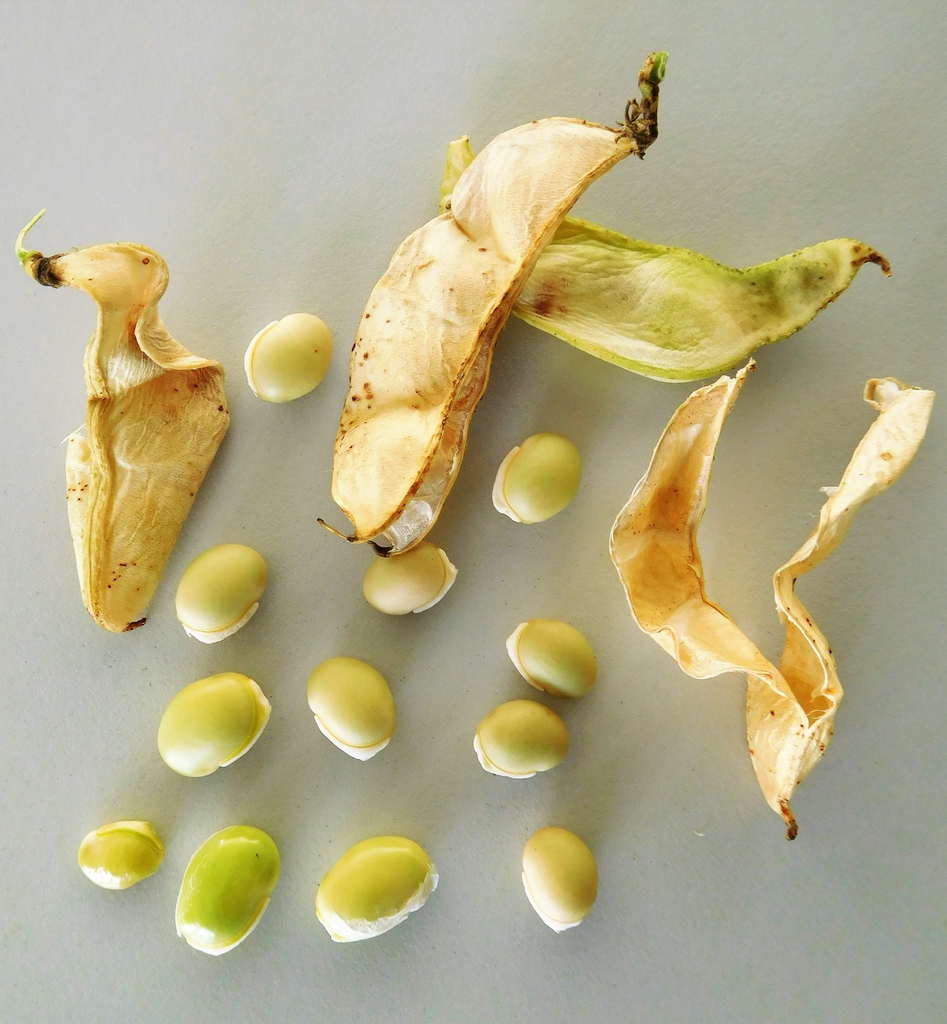 Fruit