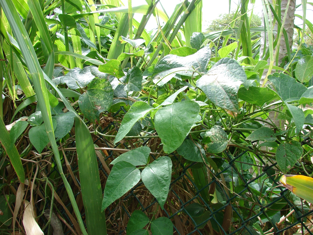 Form