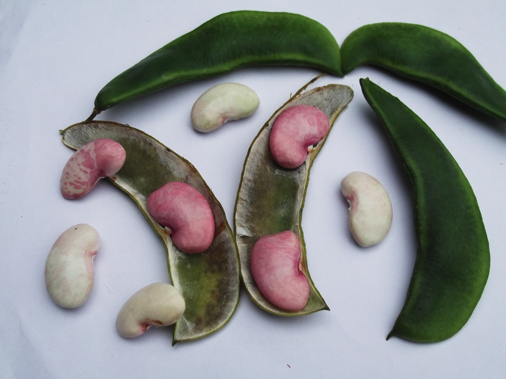 Fruit