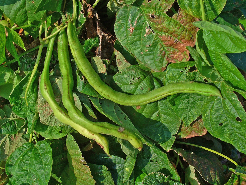 beans
