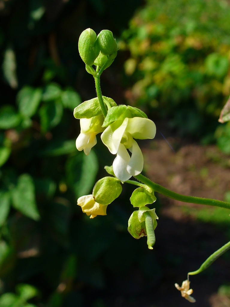 Phaseolus vulgaris