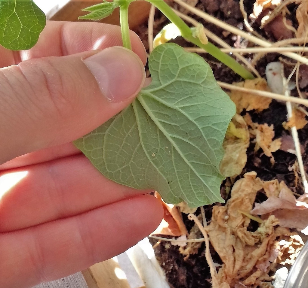 Phaseolus vulgaris