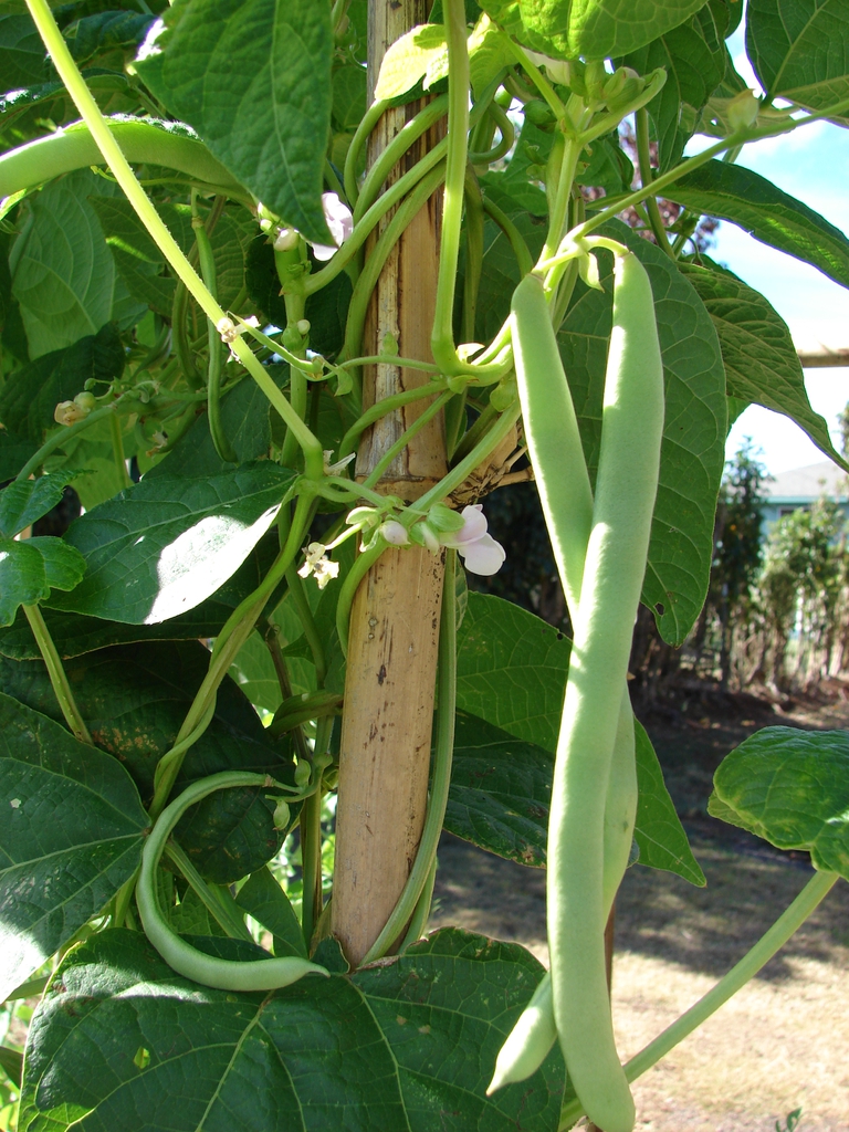 Phaseolus vulgaris