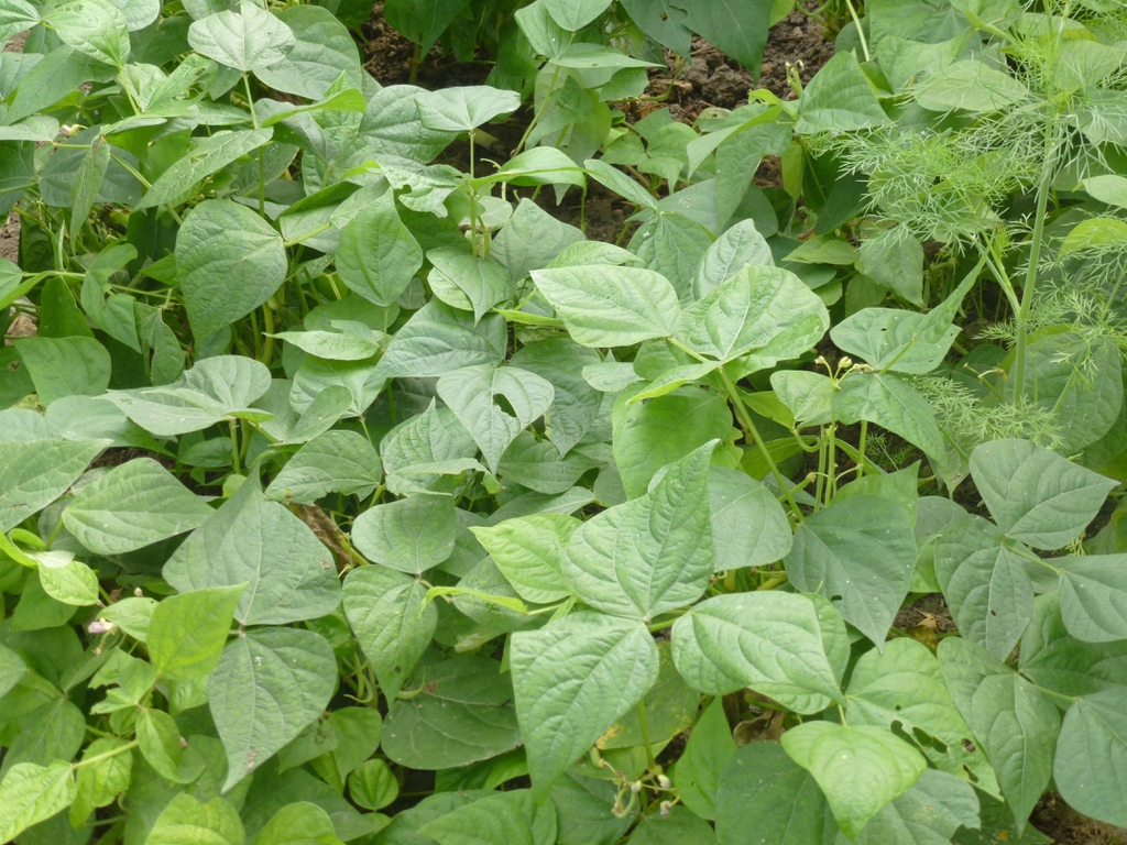 Phaseolus vulgaris