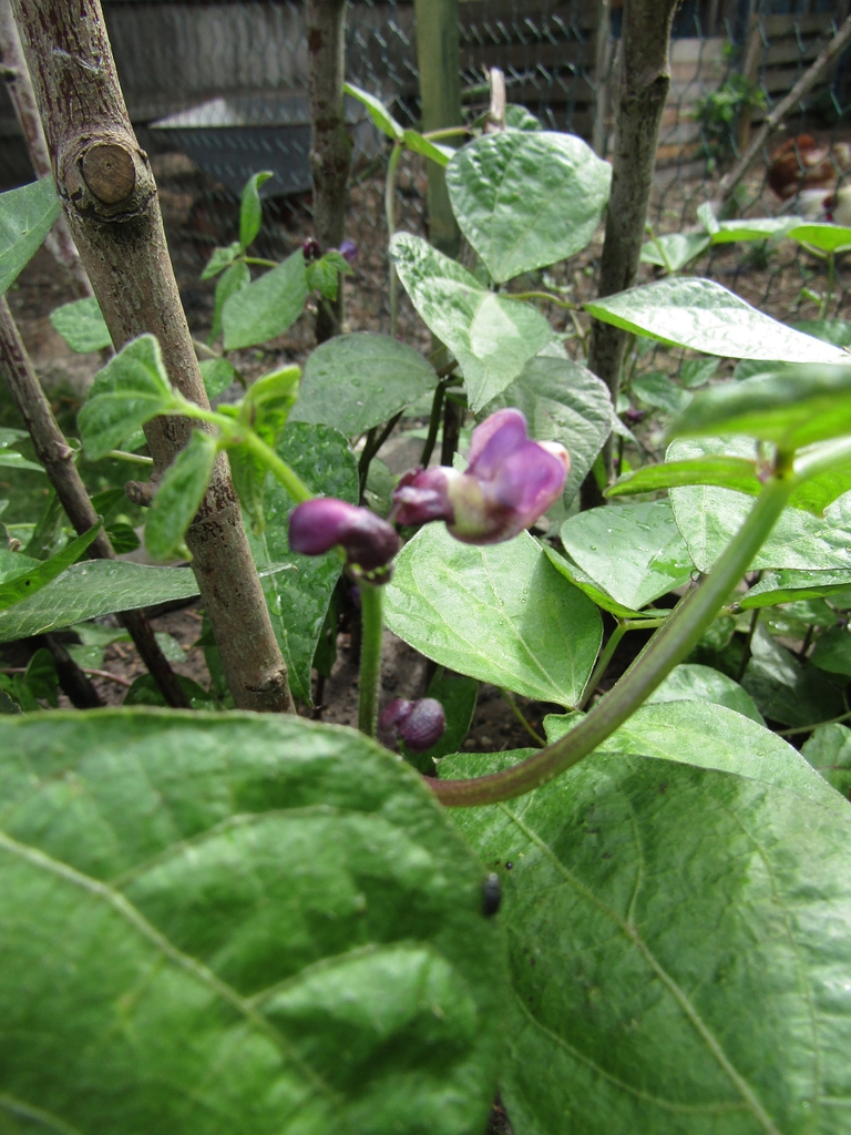 Form
