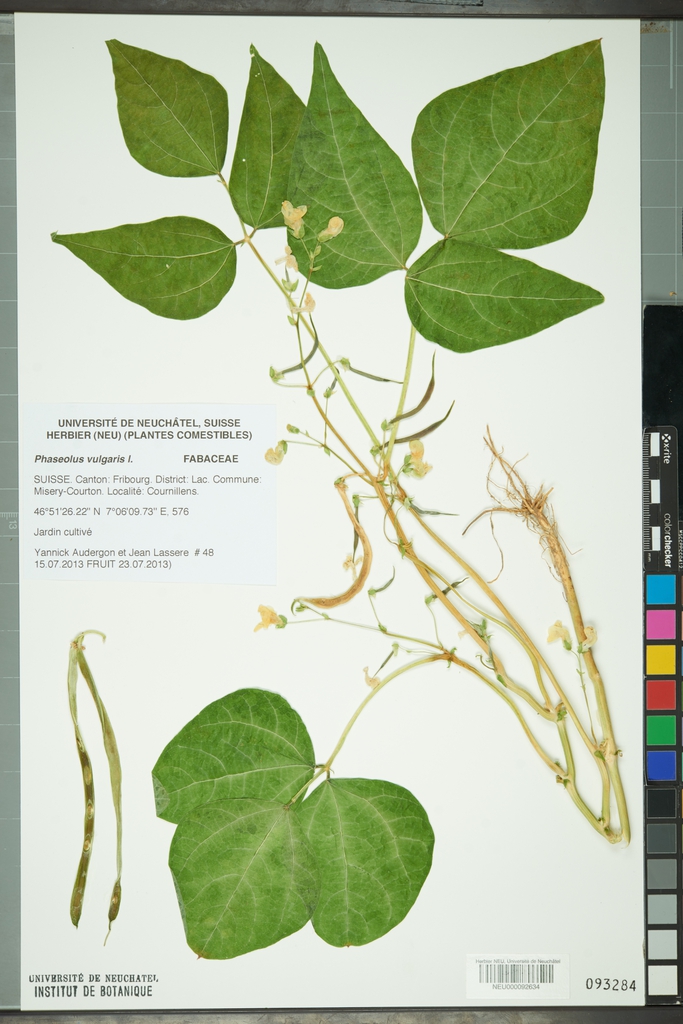 Phaseolus vulgaris
