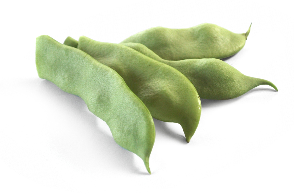 Phaseolus vulgaris