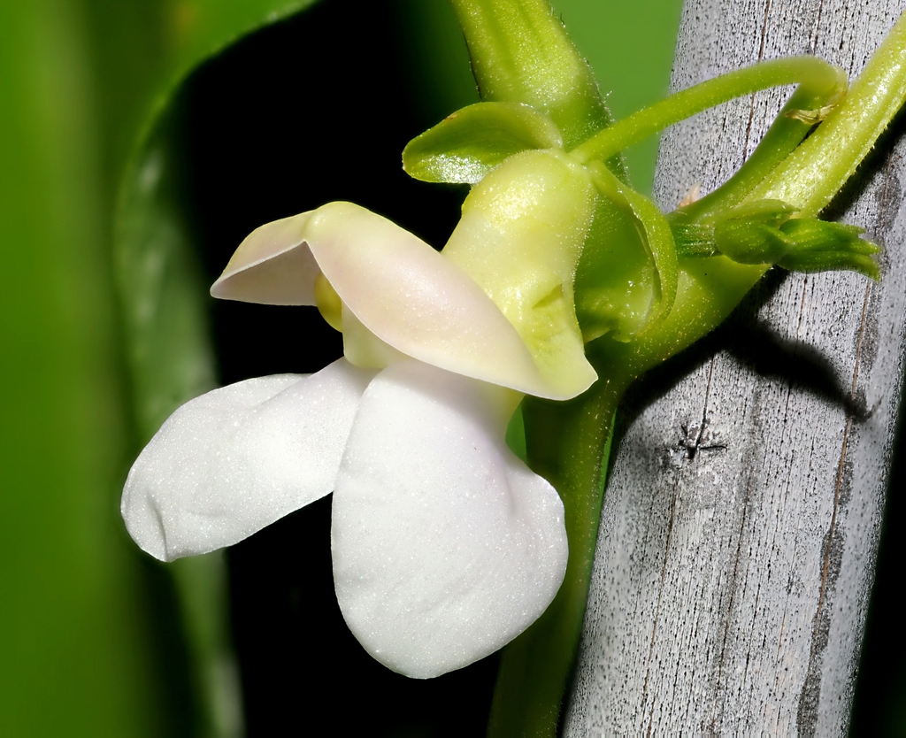 close up of flower