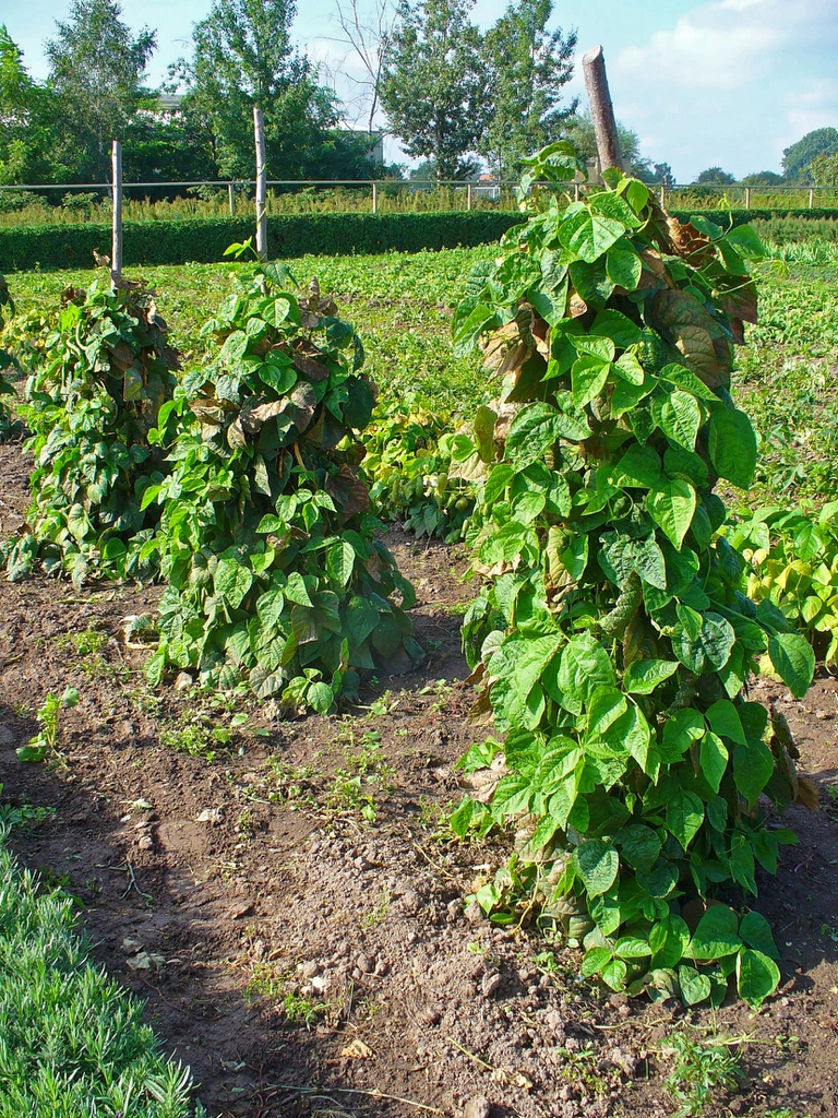 climbing habit and leaves