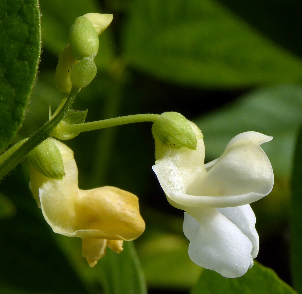 Phaseolus vulgaris