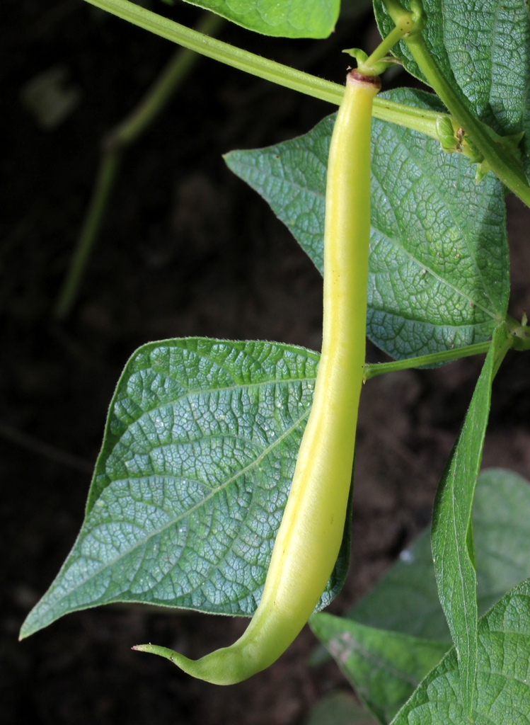 Phaseolus vulgaris