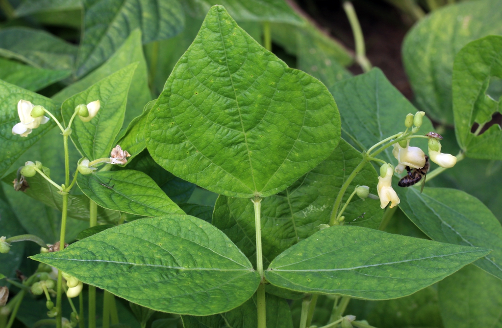 Phaseolus vulgaris var. nanus