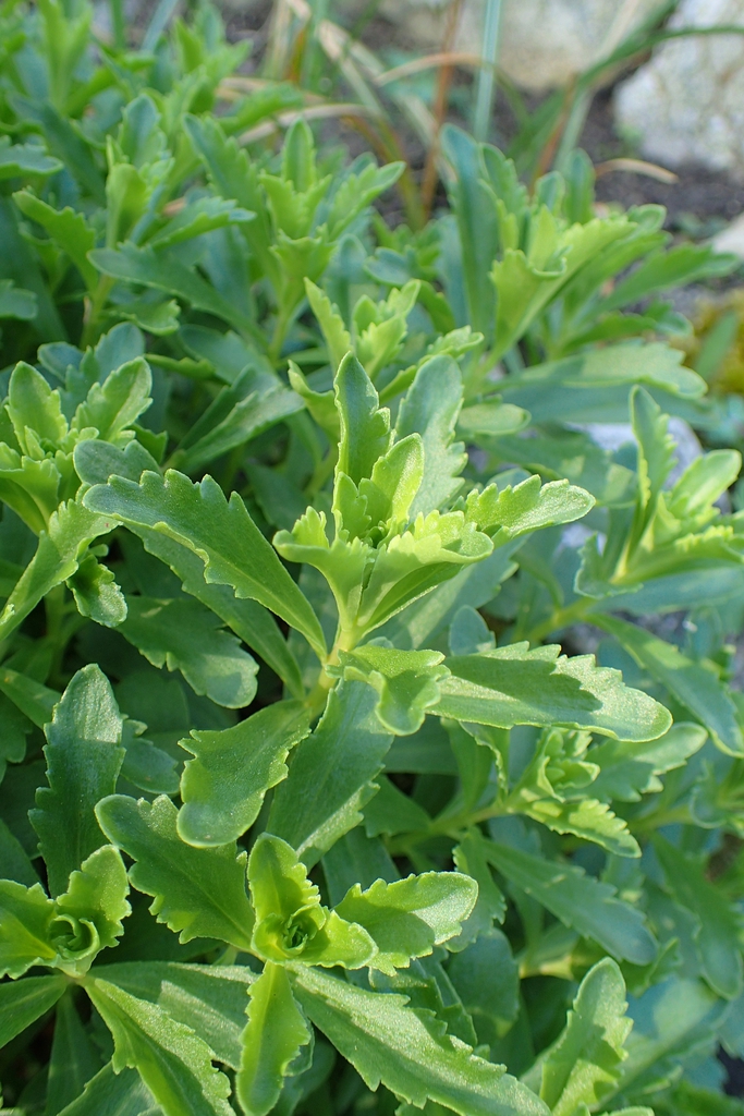Leaves