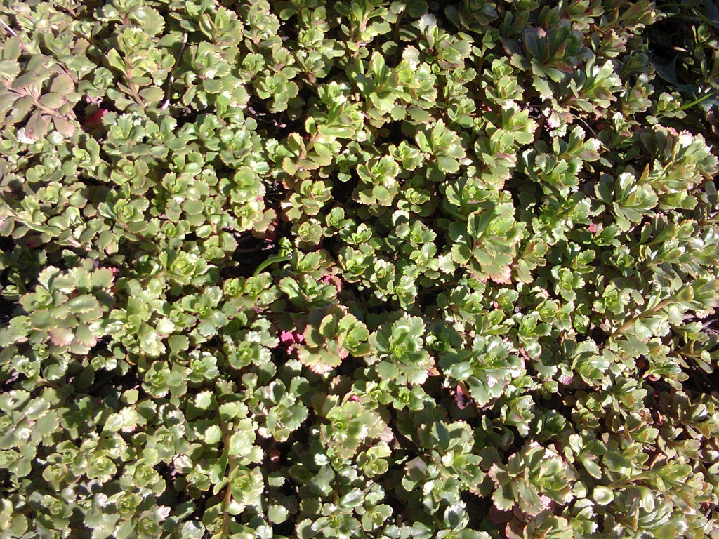 Form