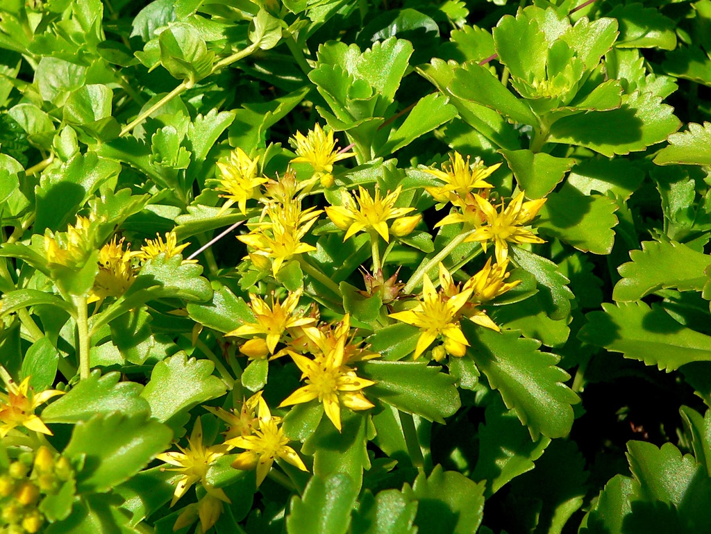 Flowers and Leaves
