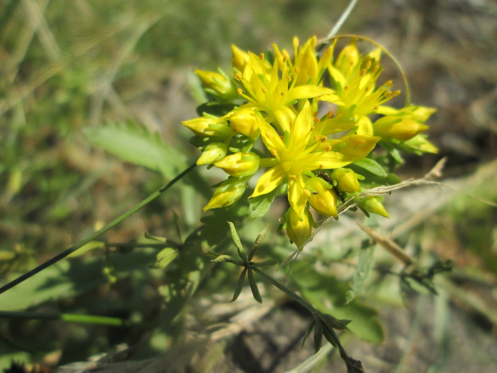 Flowe