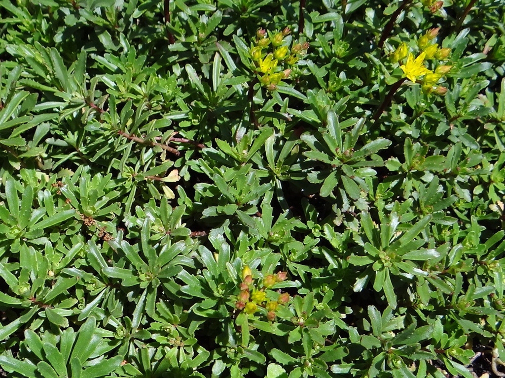 Form
