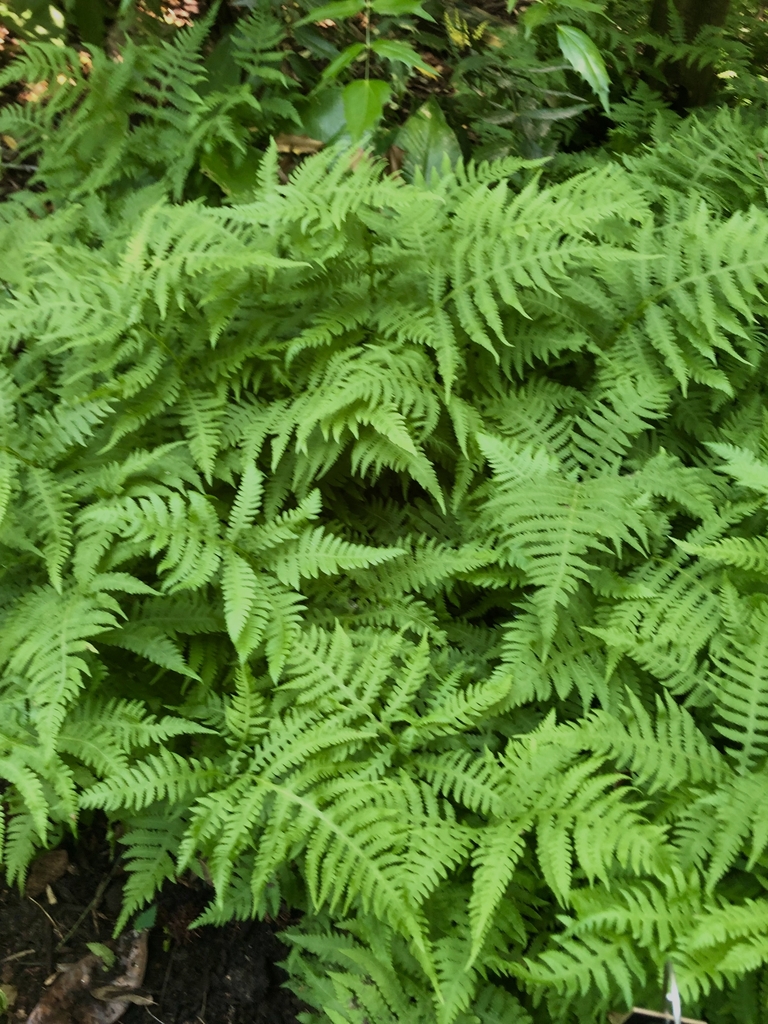 Form