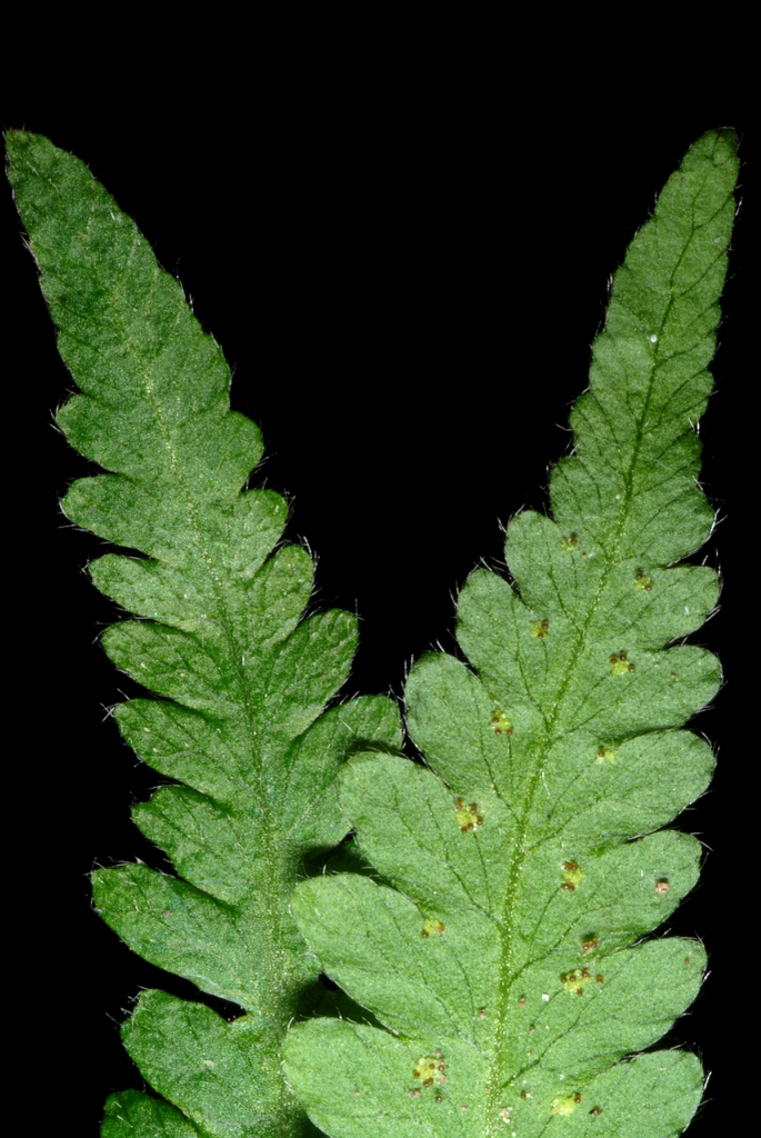 Frond underside with hairs