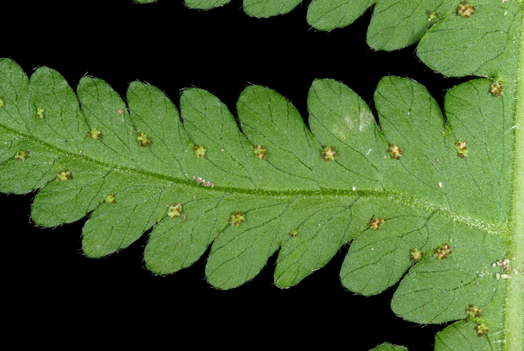 Underside of frond with reddish sori