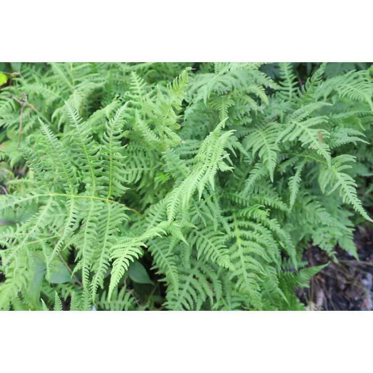 Form
