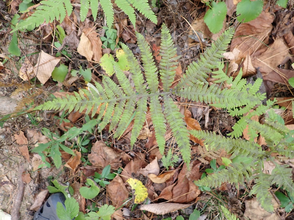 Deciduous leaves of Phegopteris hexagonoptera turning brown