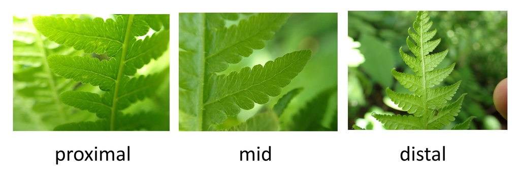 sterile frond of Phegopteris hexagonoptera without sori