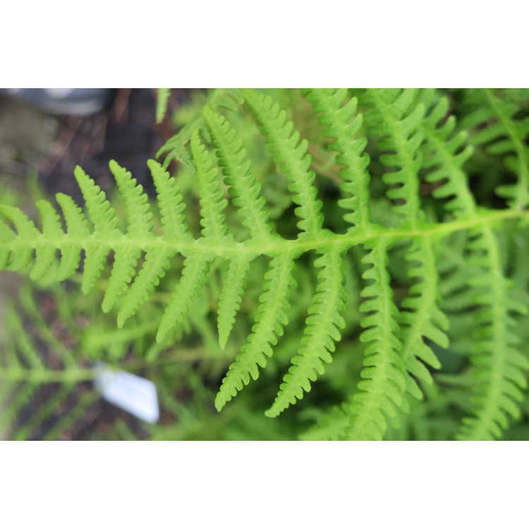 Close up of leaves