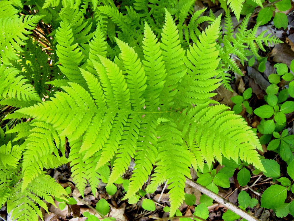 Leaves