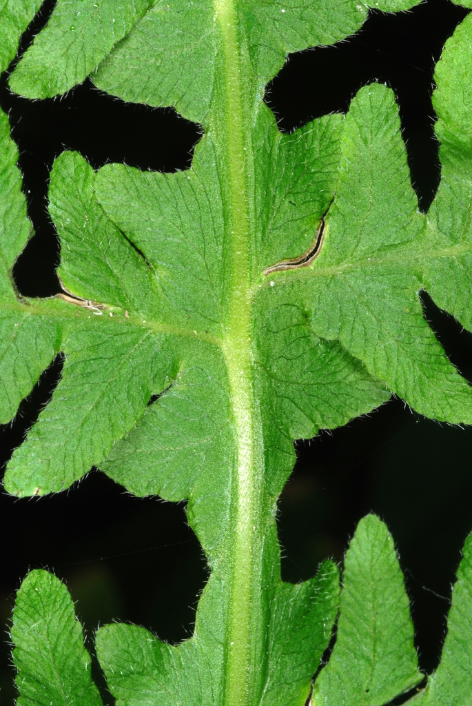 Wing stem