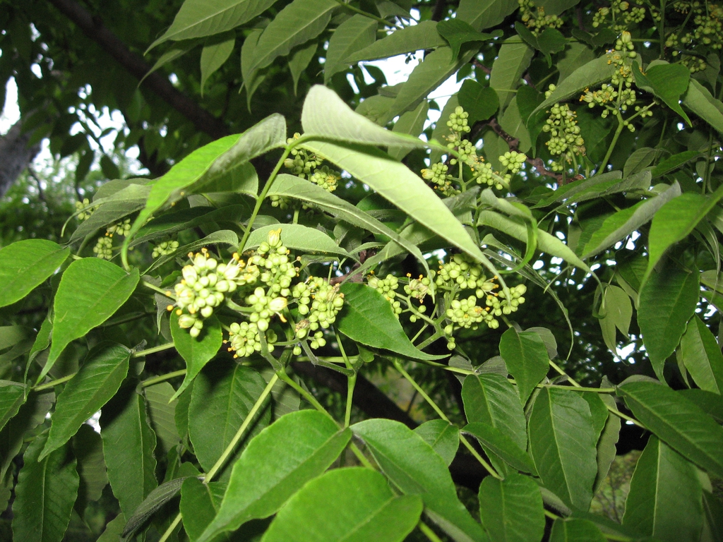 Flower and Leaves