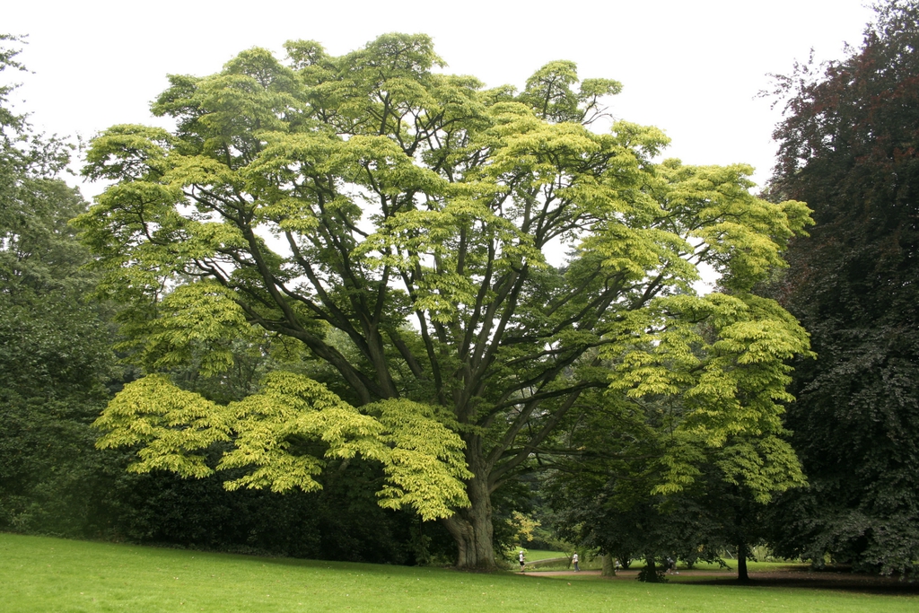 Form
