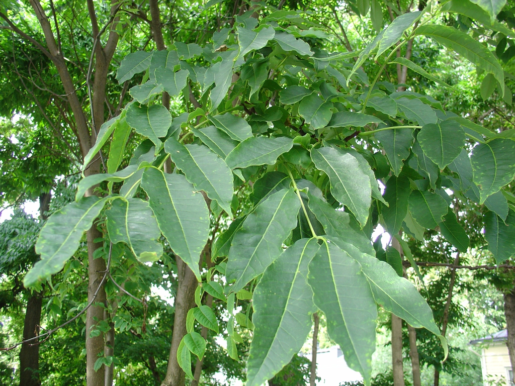 var sachalinense