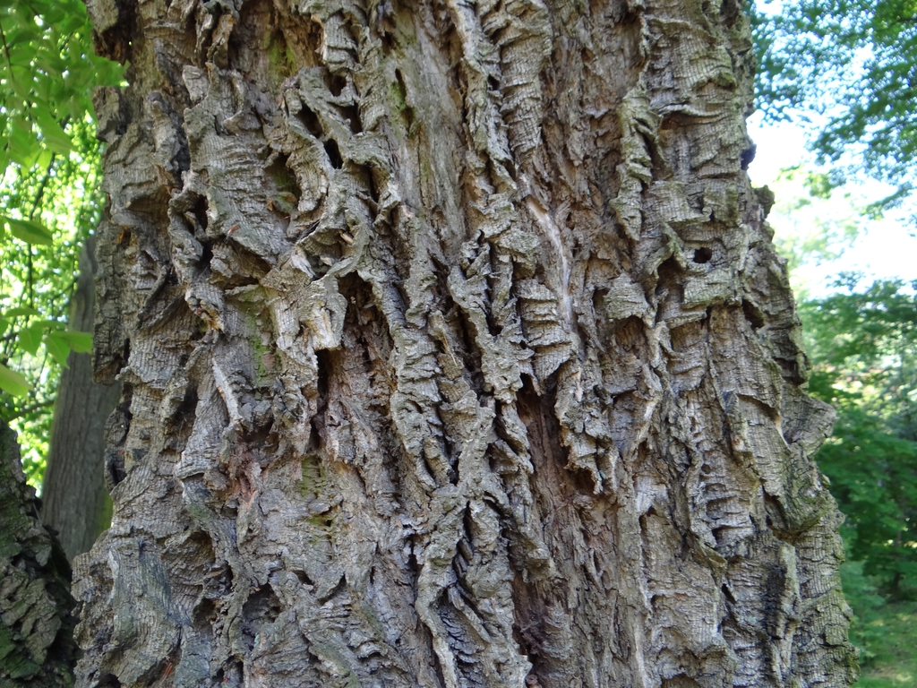 Bark