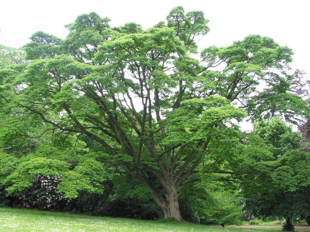 Form