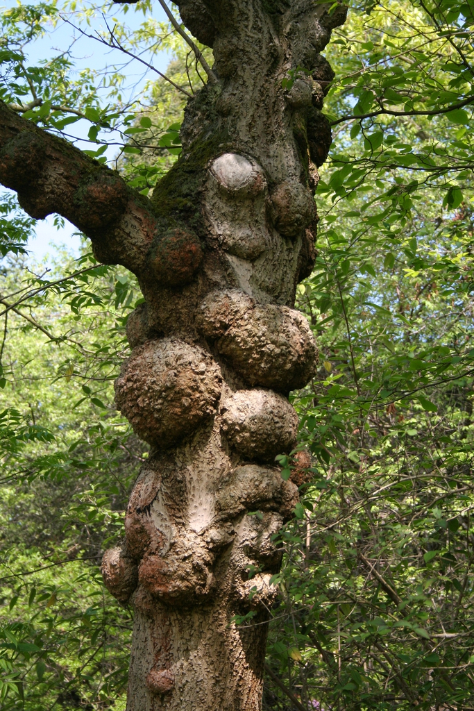Bark