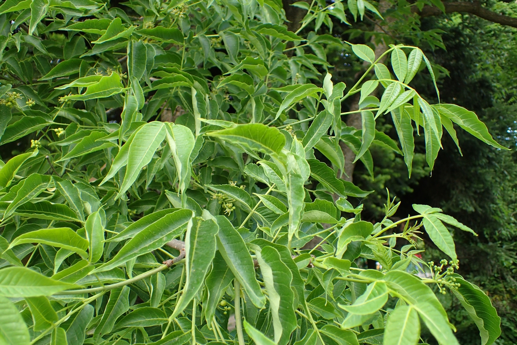 Leaves
