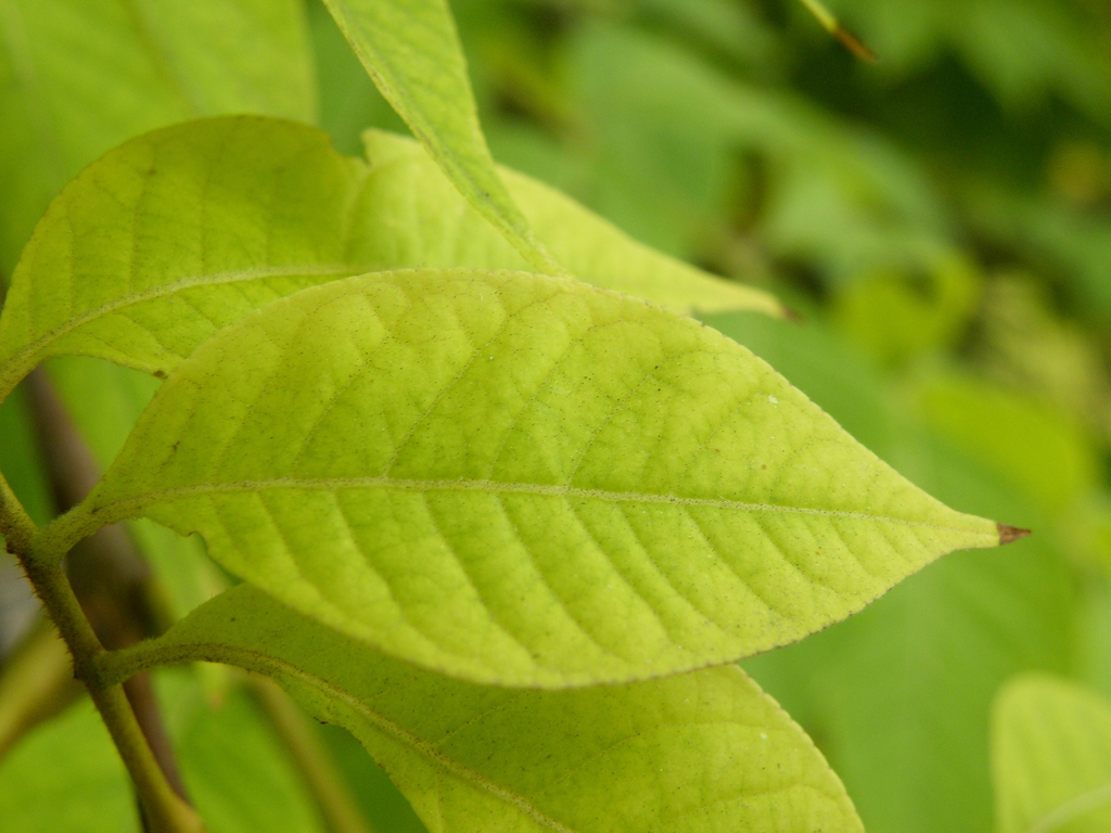 Stem and Leaves