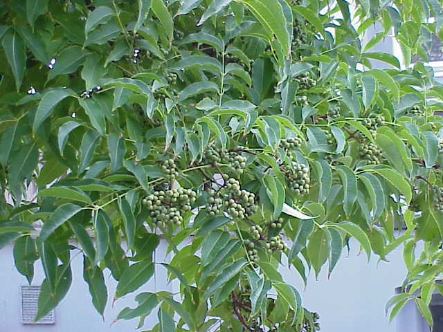 Form