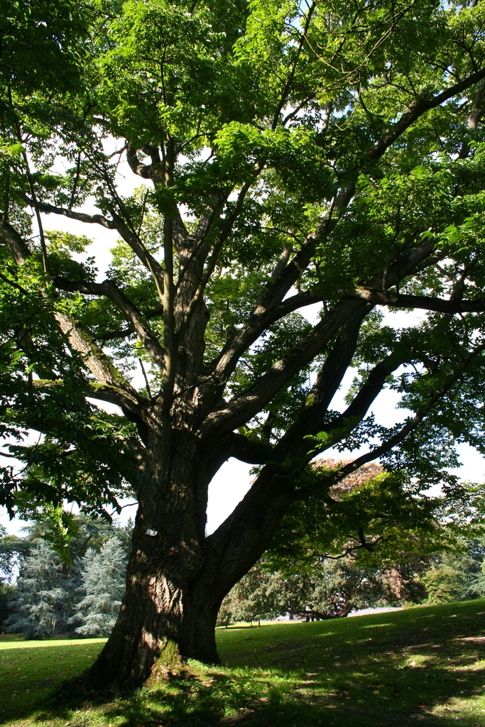 Form
