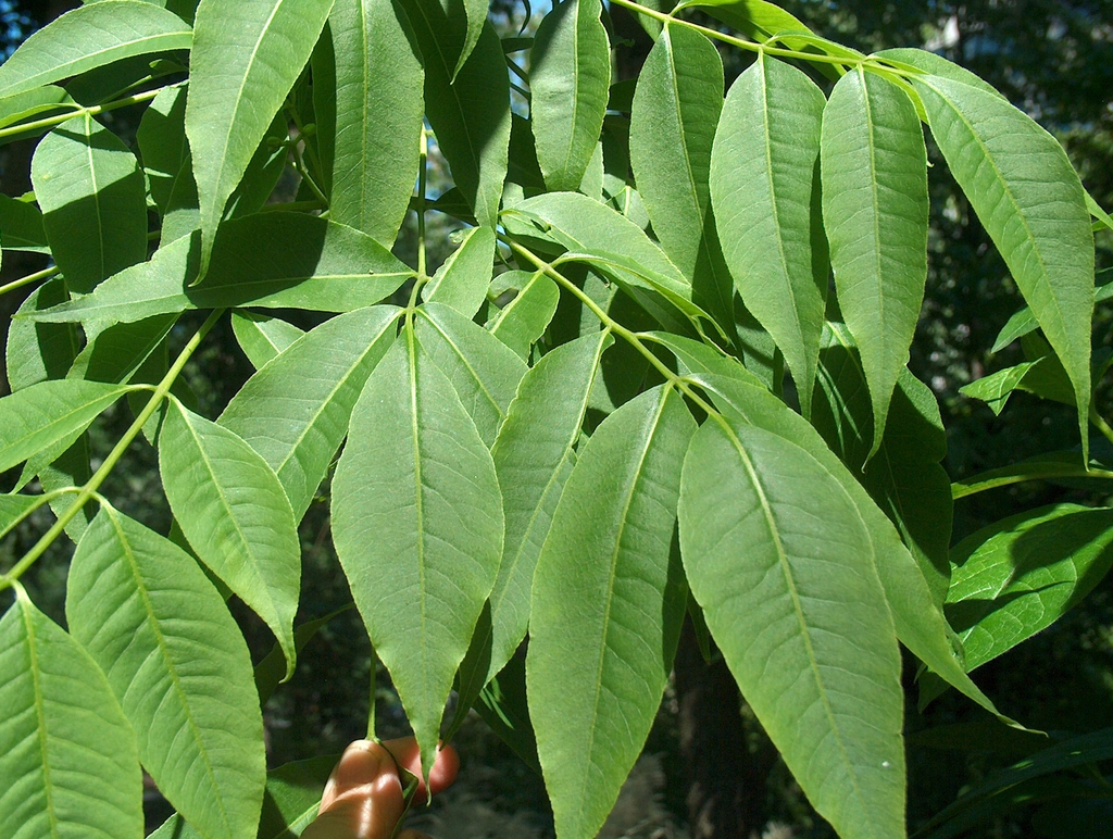 Leaves
