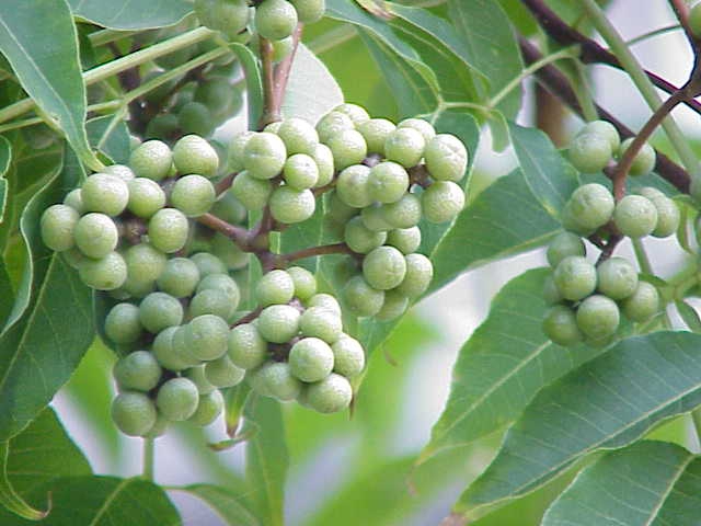 Fruit