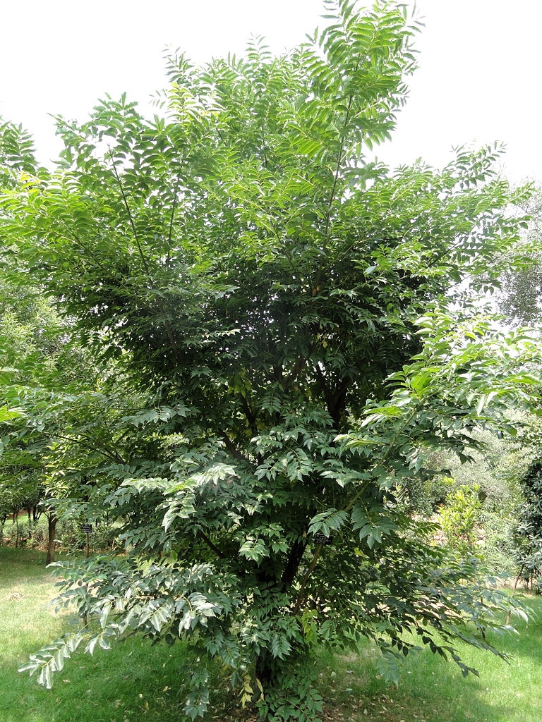 var. yunnanensis- form
